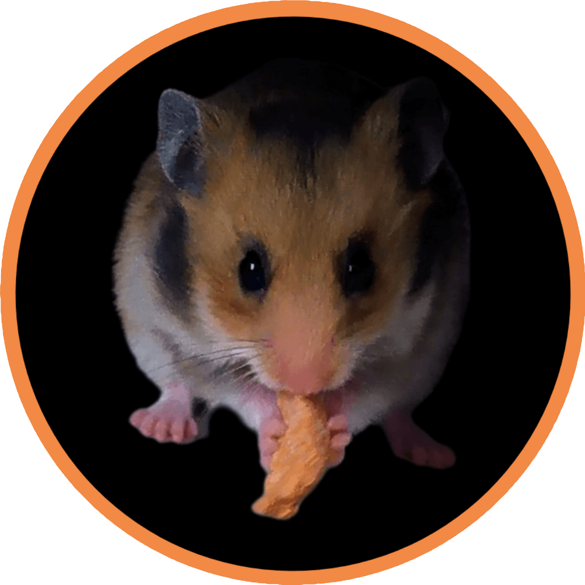 unser Hamster 'Pommes'
